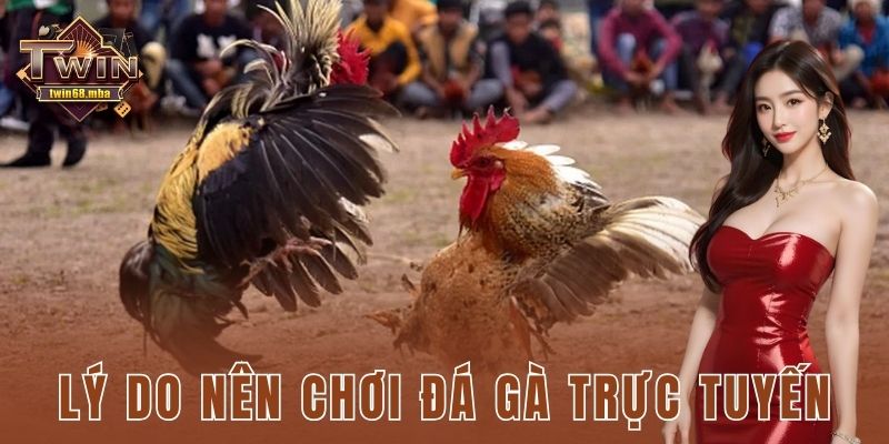 Lý do nên chơi đá gà trực tuyến